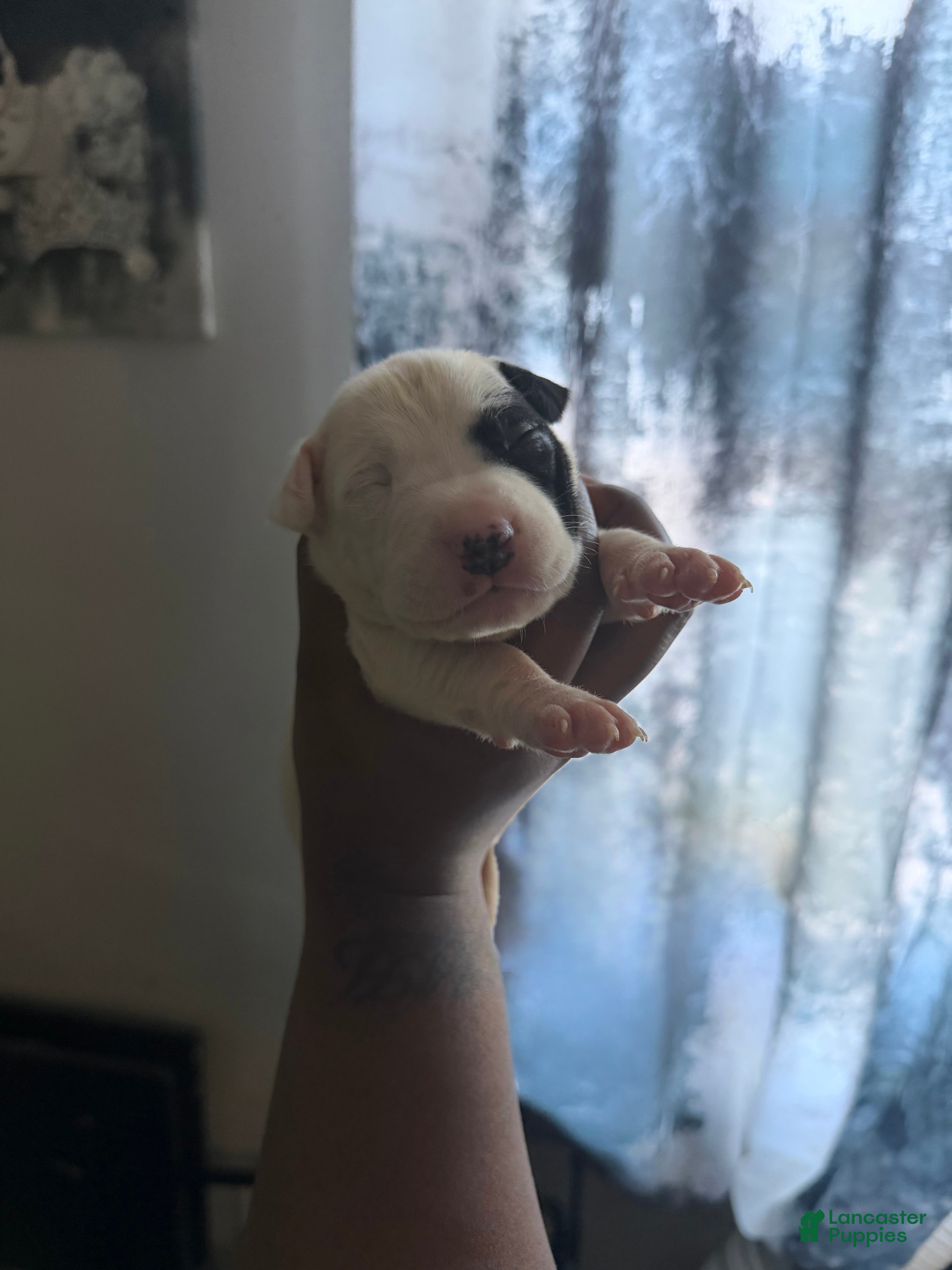 Mixed Breed dogs ROYAL - Ad 25
