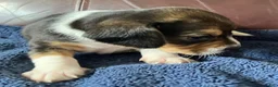 Beagle dogs for sale: Beagle 2 - Ad 16