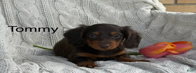 Miniature Dachshund 