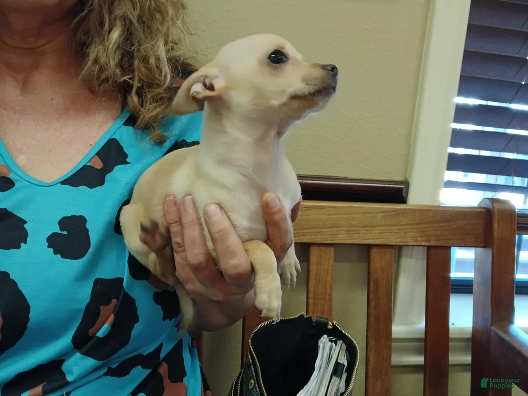 Chihuahua dogs for sale: Blonde girl, Nationwide delivery! - Ad 2