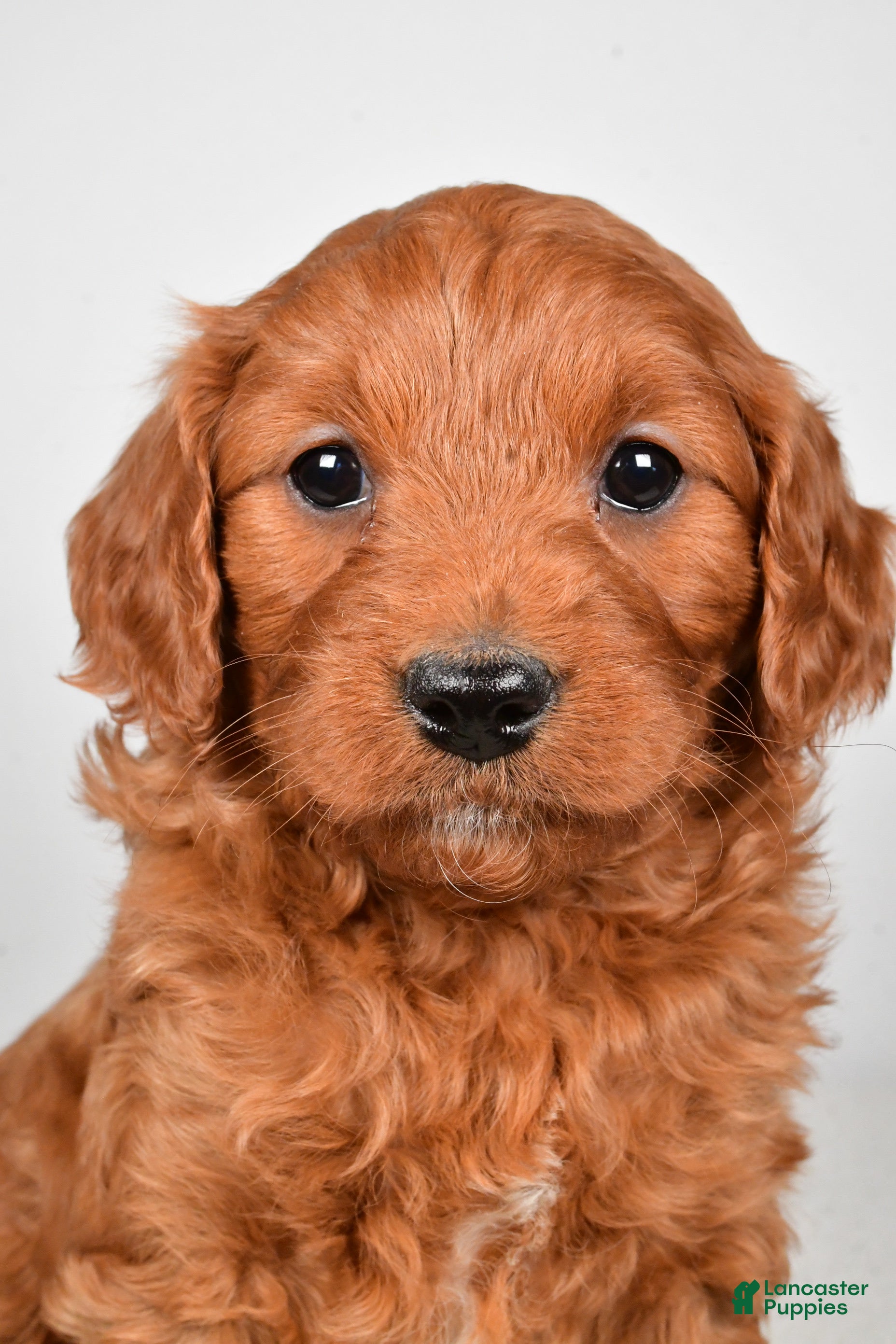Mini Goldendoodle dogs Bridget - Ad 2