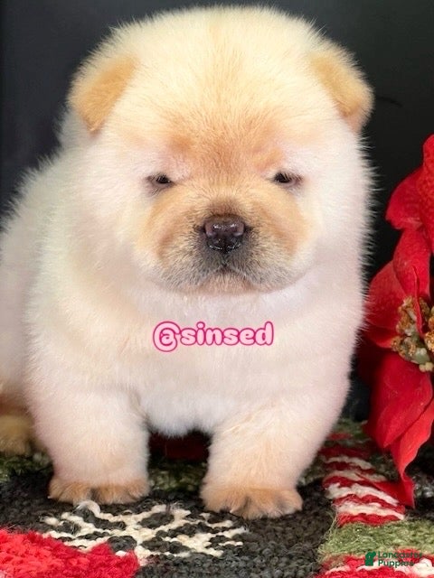 Chow Chow dogs St Nick  - Ad 34