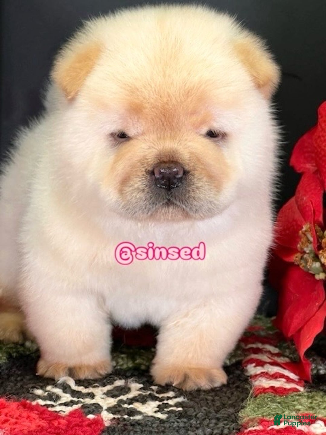 Chow Chow dogs for sale: St Nick  - Ad 1