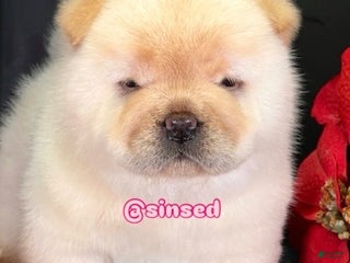Chow Chow dogs St Nick - Ad 1