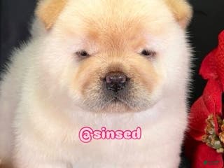 Chow Chow dogs St Nick - Ad 1