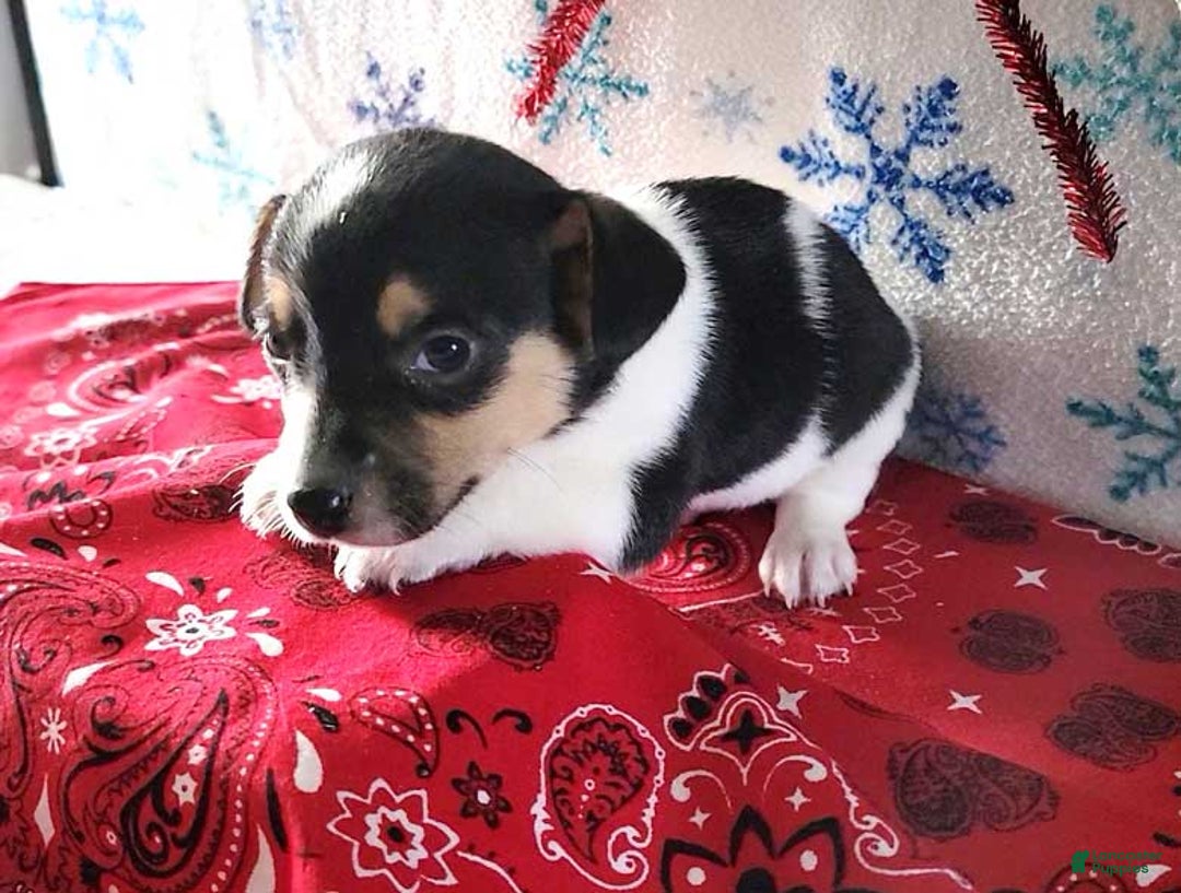Jack Russell Terrier dogs for sale: Coffee - Ad 1