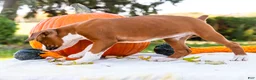 Boxer dogs for sale: Osage Boxer - Ad 7