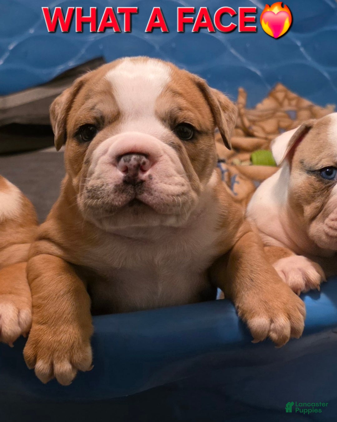 Mixed Breed dogs for sale: OLDE ENGLISH BULLDOG  - Ad 1