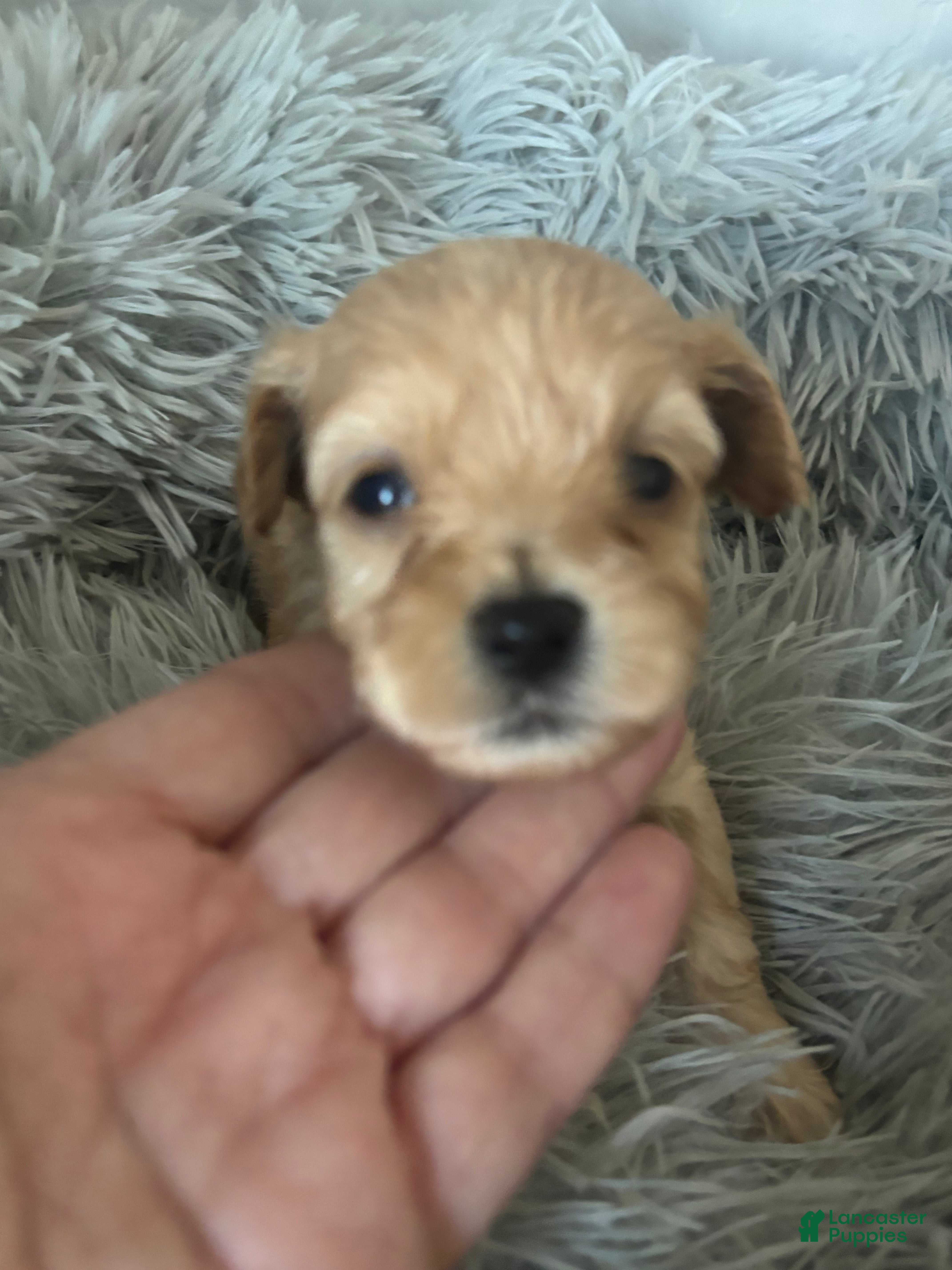 Maltipoo dogs for sale: Arthur - Ad 34