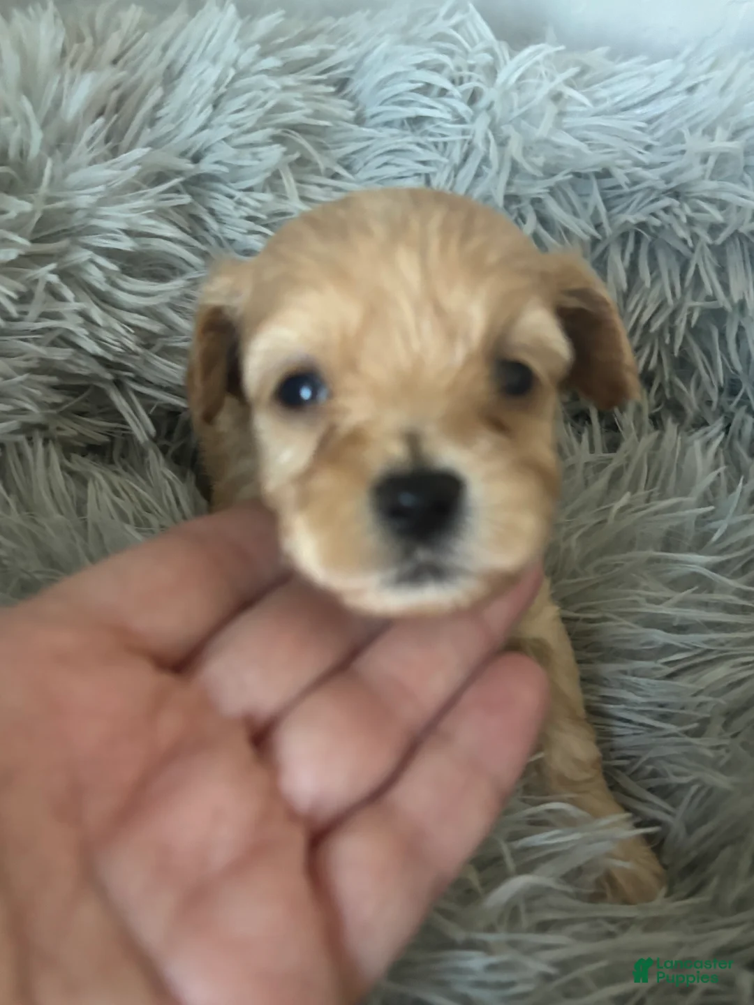 Maltipoo dogs for sale: Arthur - Ad 1