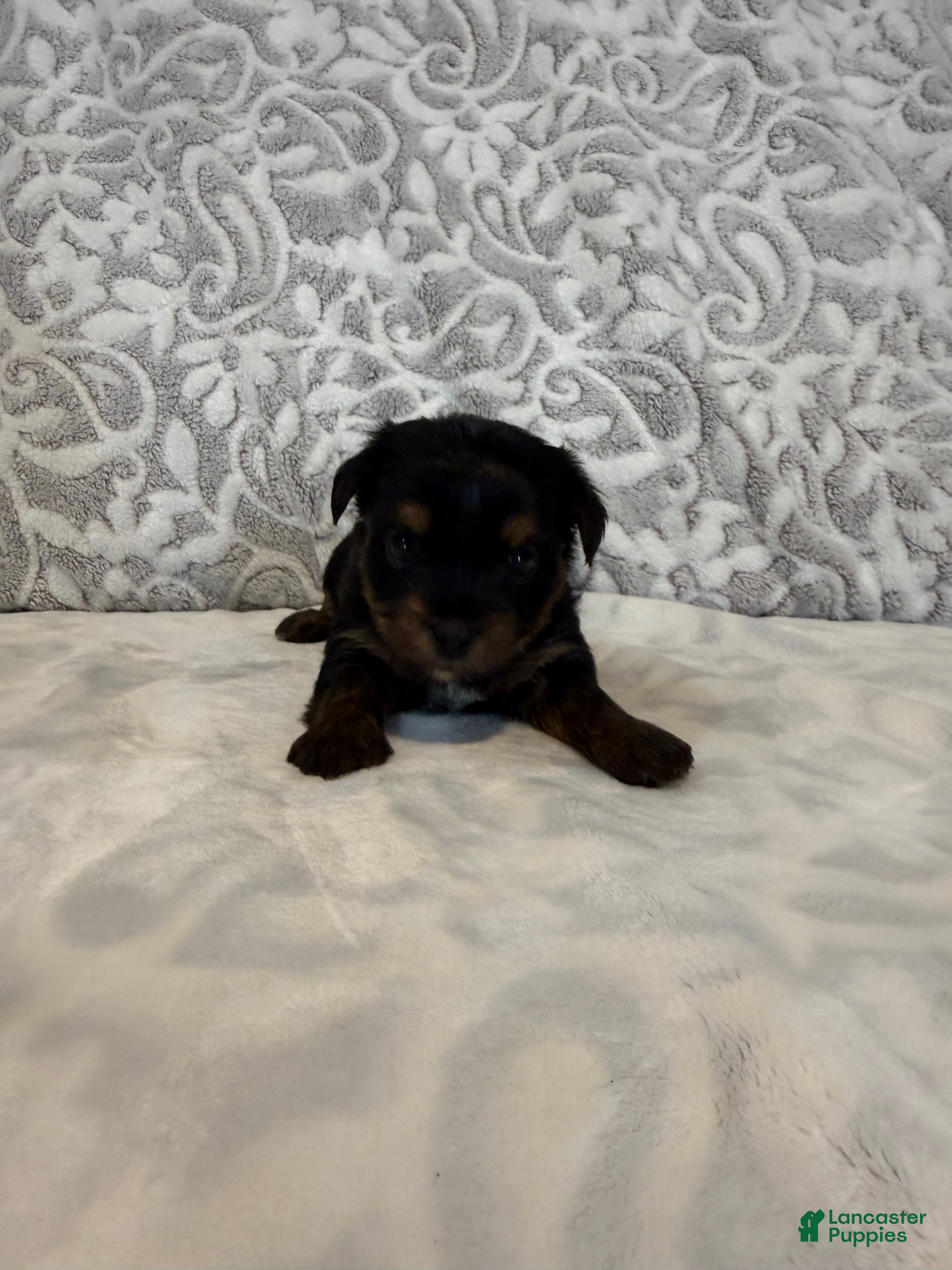 Yorkshire Terrier dogs Miso - Ad 2