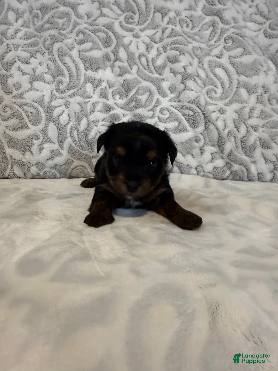 Yorkshire Terrier dogs for sale: Miso - Ad 2