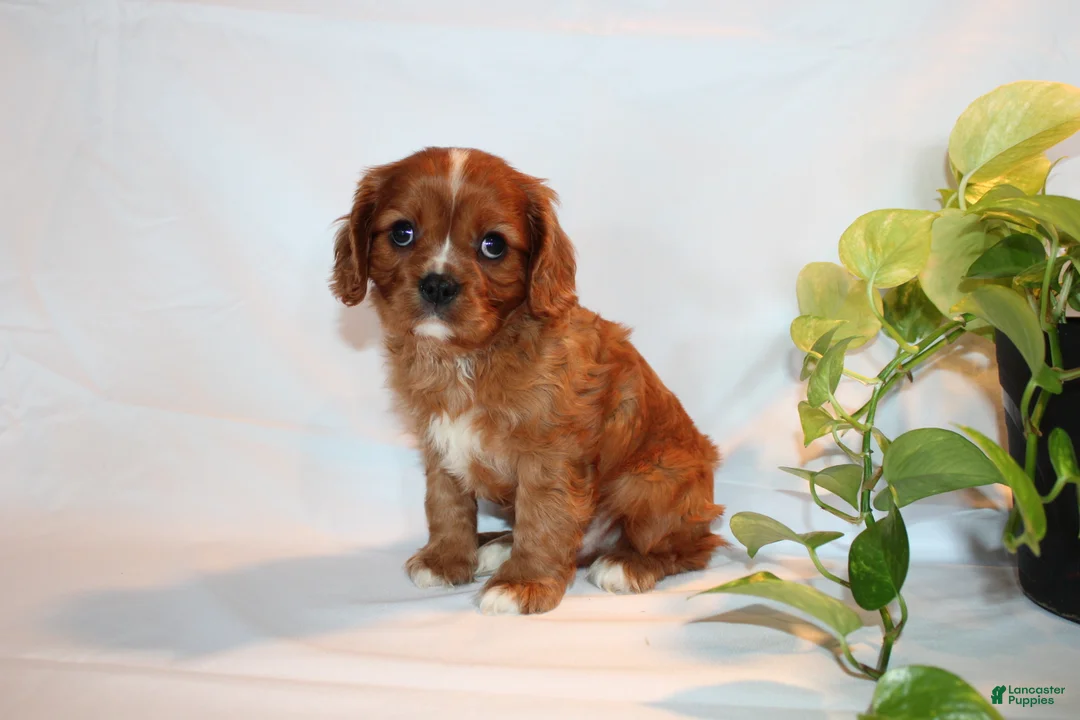 Cavalier King Charles Spaniel dogs for sale: Ricky  - Ad 2