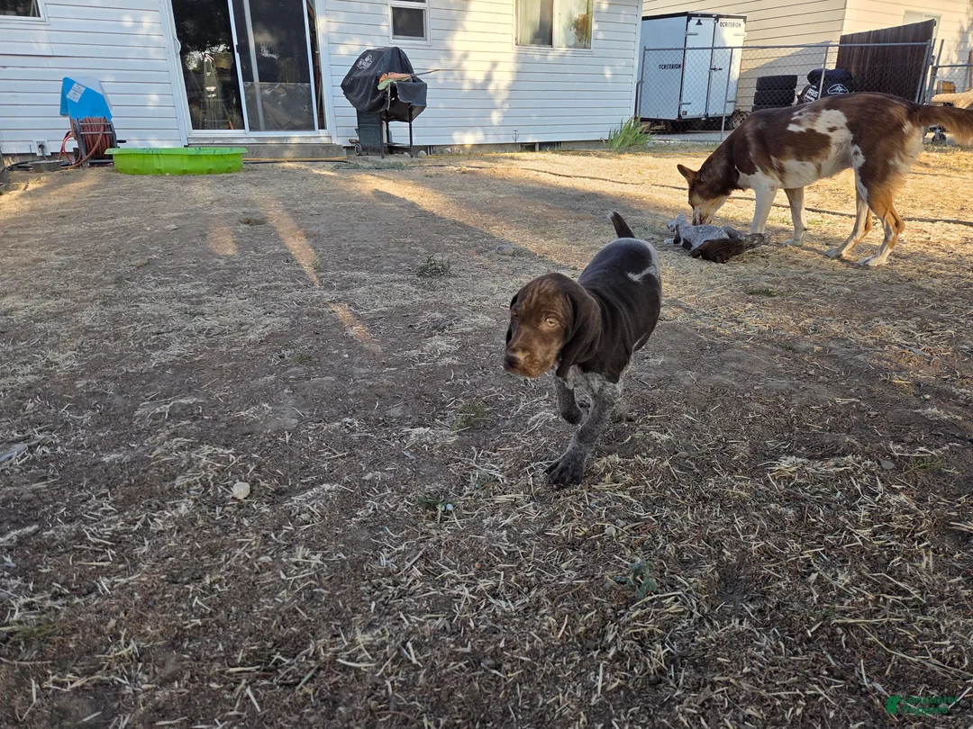German Shorthaired Pointer dogs for sale: Rory - Ad 1