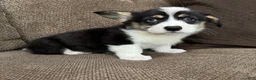 Welsh Corgi Pembroke dogs for sale: Chip - Ad 5