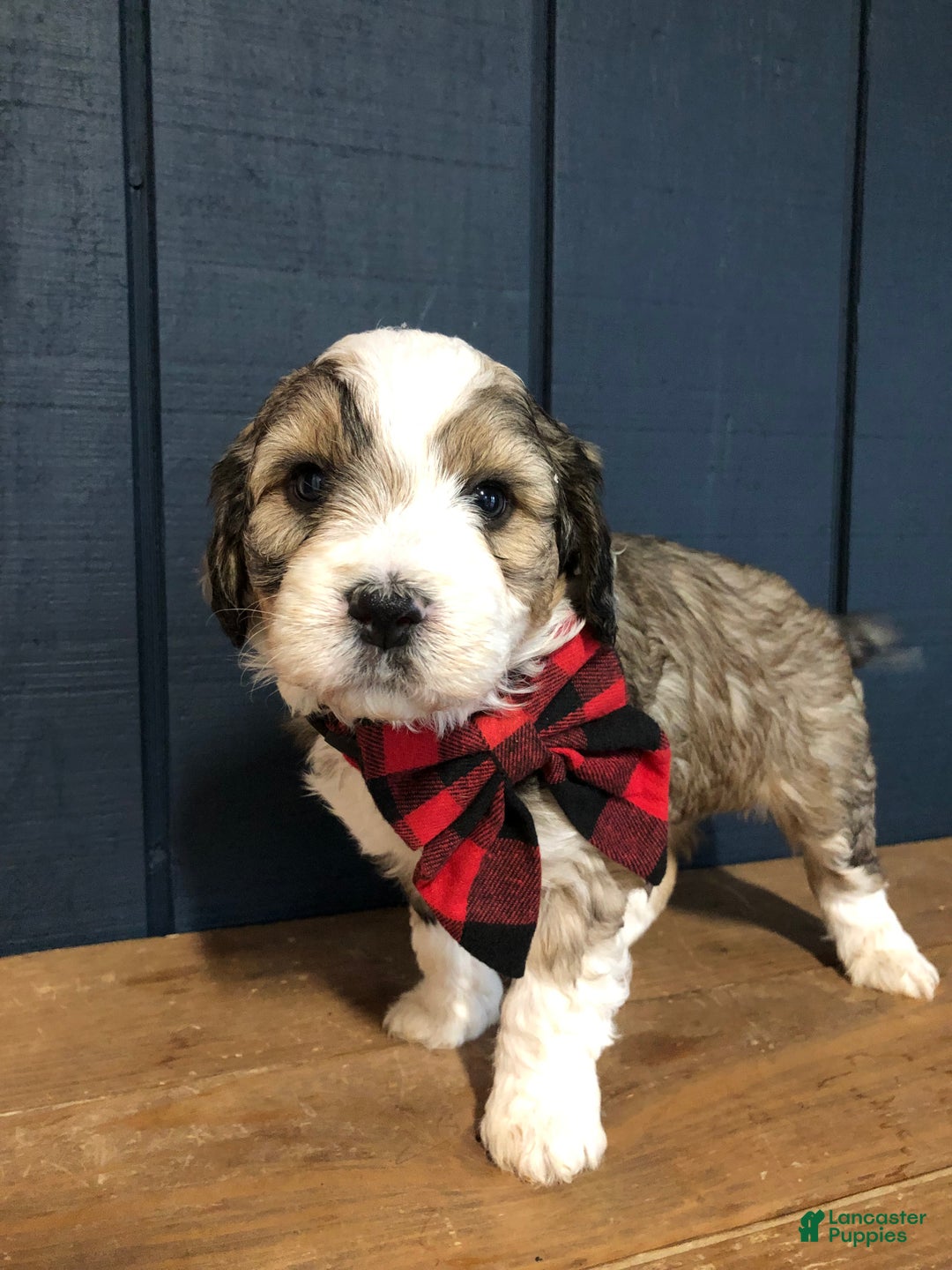 Aussiedoodle dogs for sale: North - Ad 6