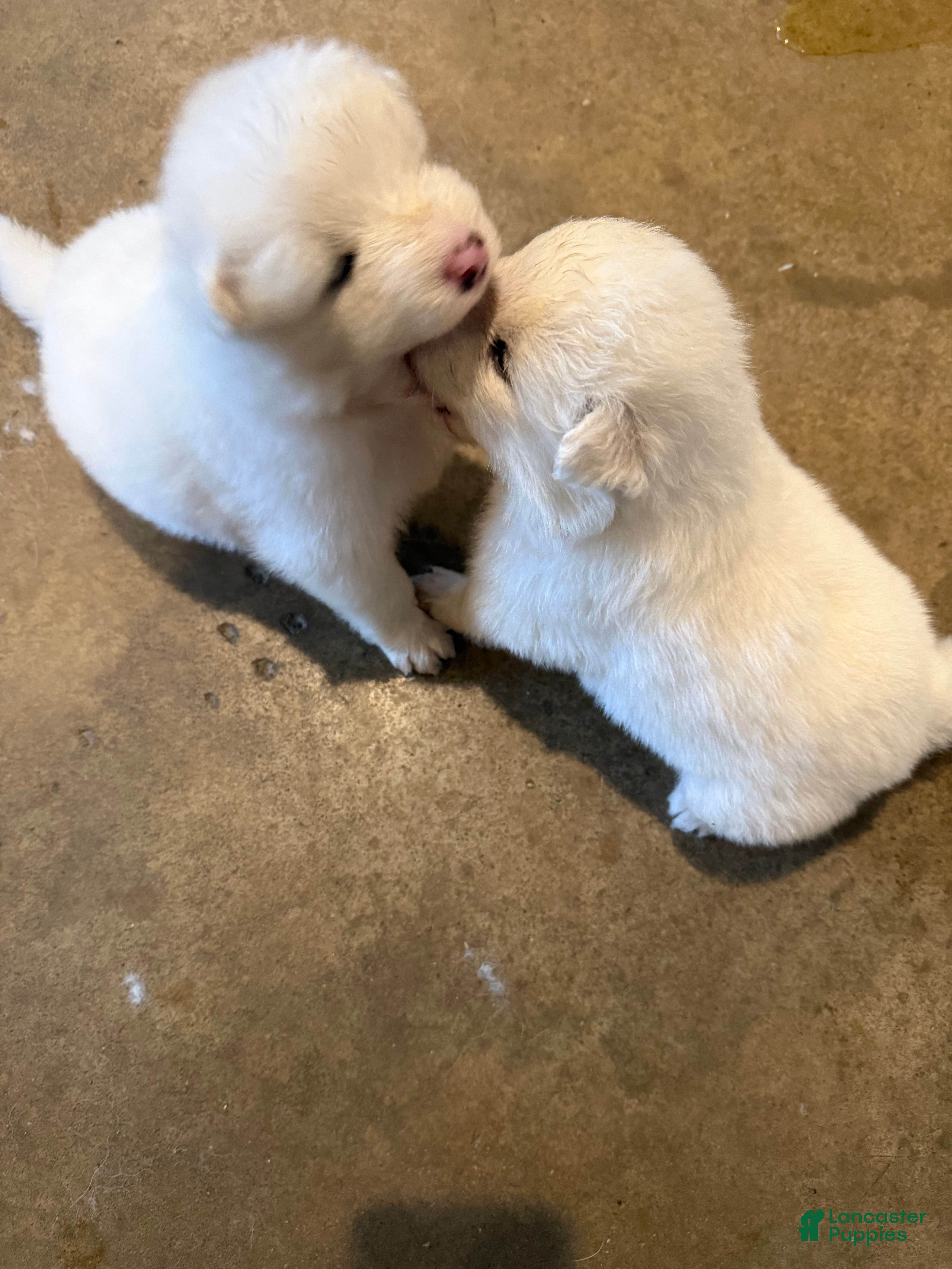 Samoyed dogs  1 - Ad 21