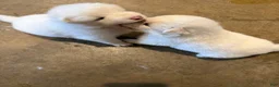 Samoyed dogs for sale:  1 - Ad 3