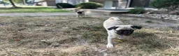 Pug dogs for sale: Pug 2 (Dempsey) - Ad 3