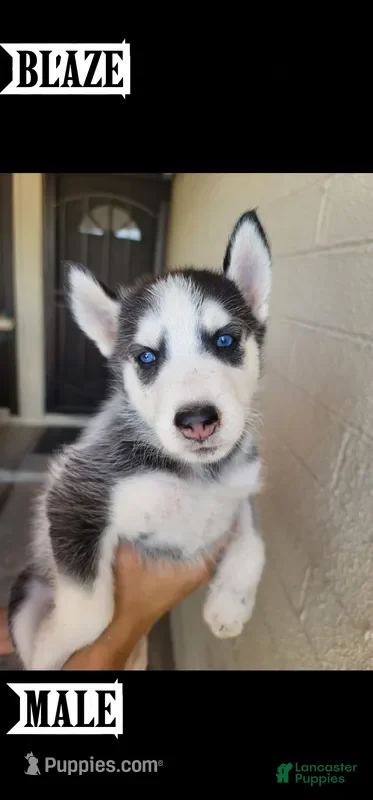 Siberian Husky dogs Blaze - Ad 3
