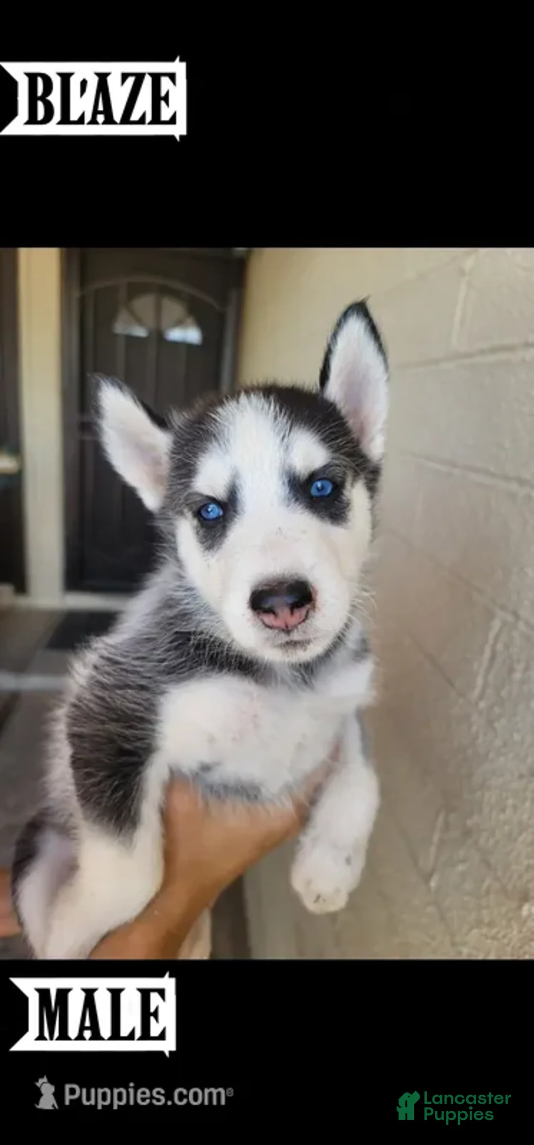 Siberian Husky dogs for sale: Blaze - Ad 1
