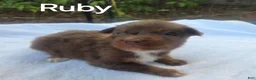 Australian Shepherd dogs for sale: Ruby - Ad 6