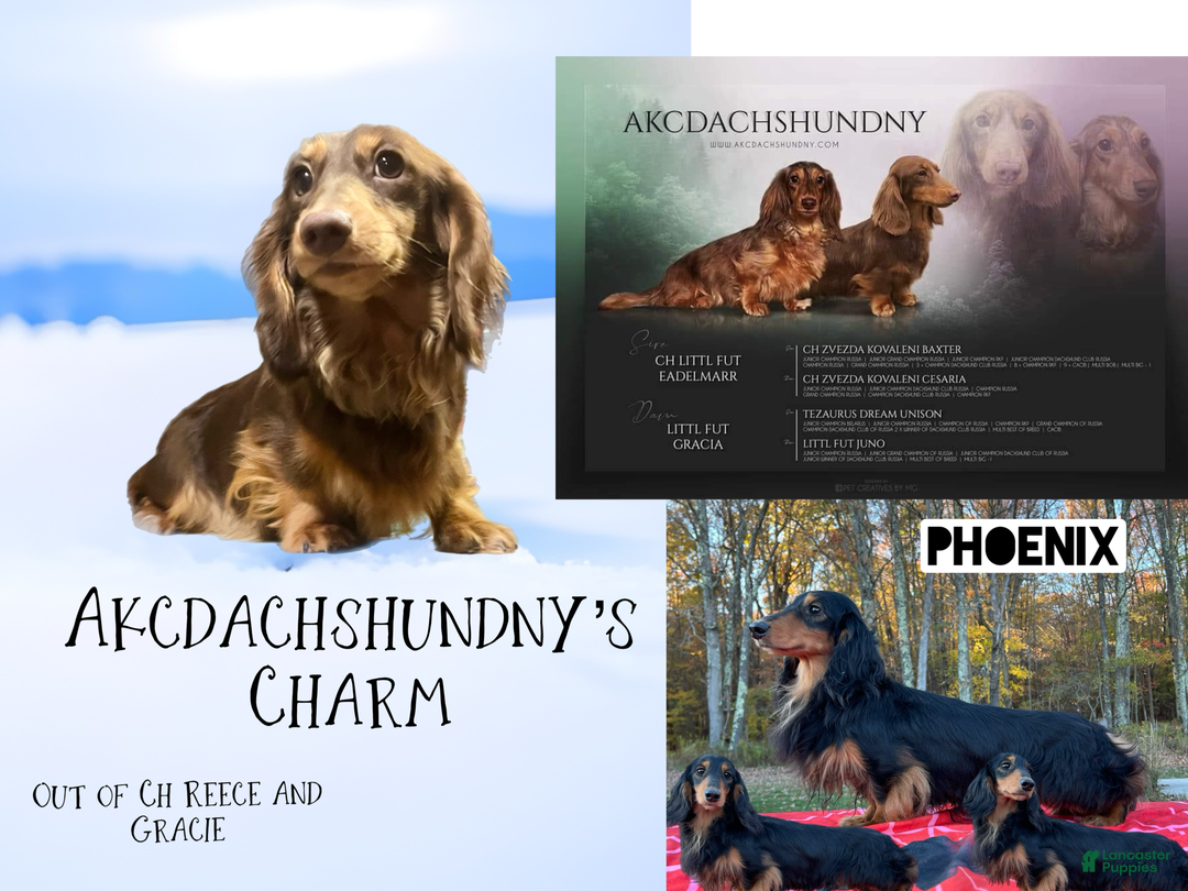 Miniature Dachshund dogs for sale: Ch imports - Ad 14