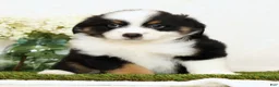 Miniature Australian Shepherd dogs for sale: Peter - Ad 4