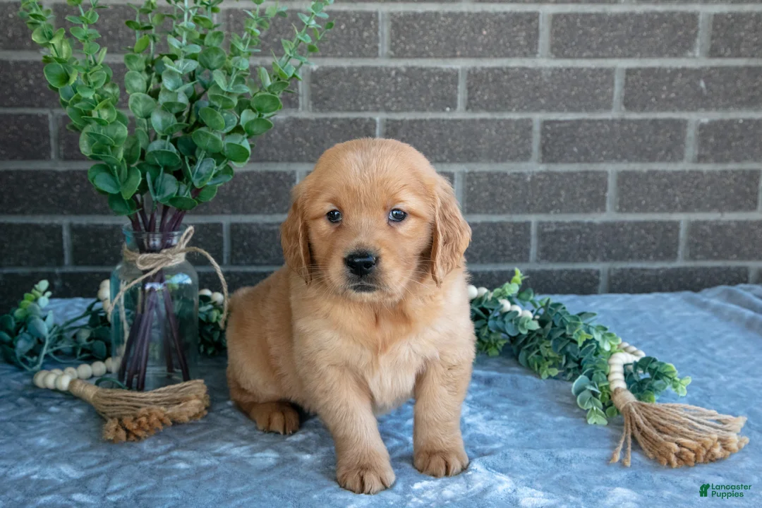 Golden Retriever dogs for sale: Peaches - Ad 1