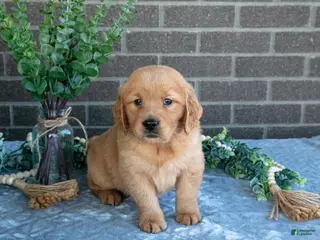 Golden Retriever dogs for sale: Peaches - Ad 4