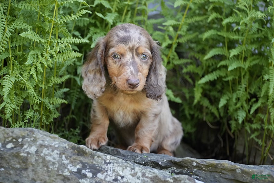 Miniature Dachshund dogs Waffles - Ad 1