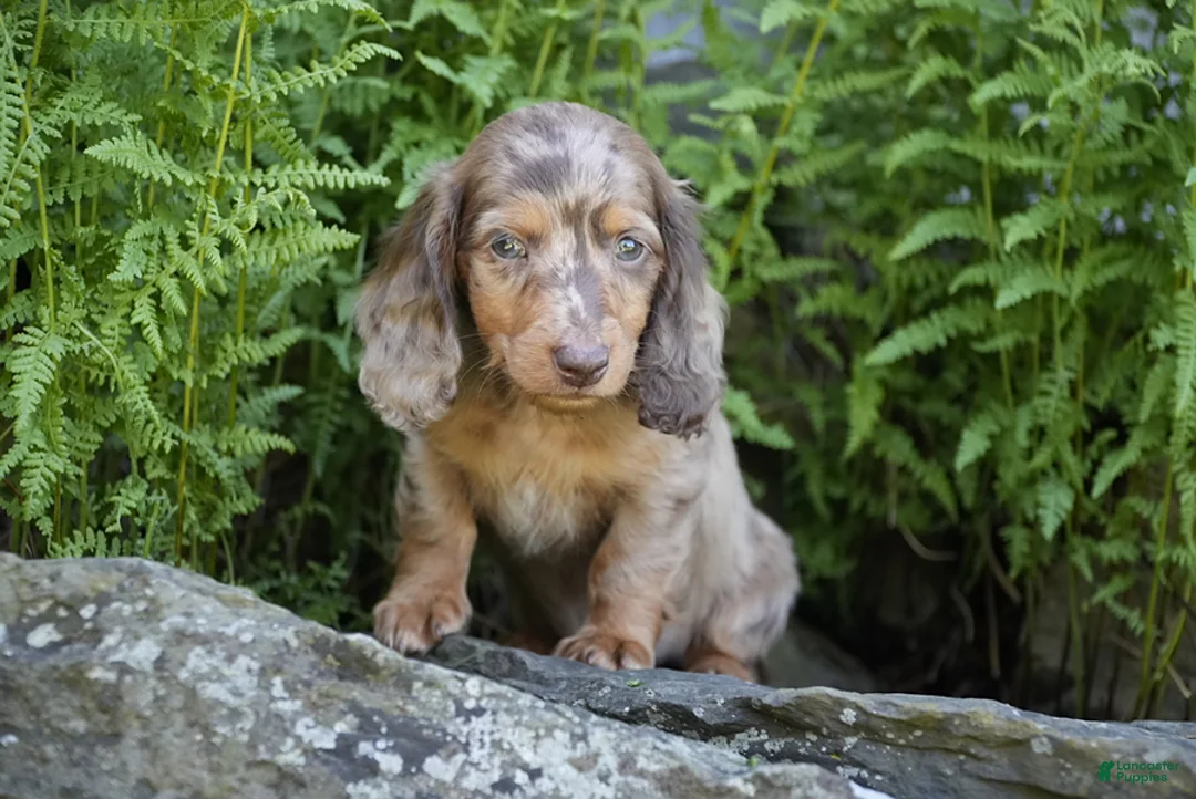 Miniature Dachshund dogs for sale: Waffles - Ad 1