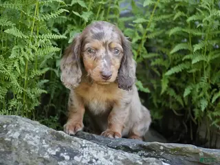 Miniature Dachshund dogs for sale: Waffles - Ad 4