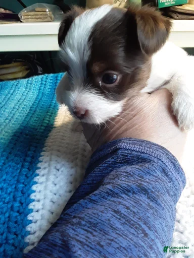 Gallery Image {{count}}