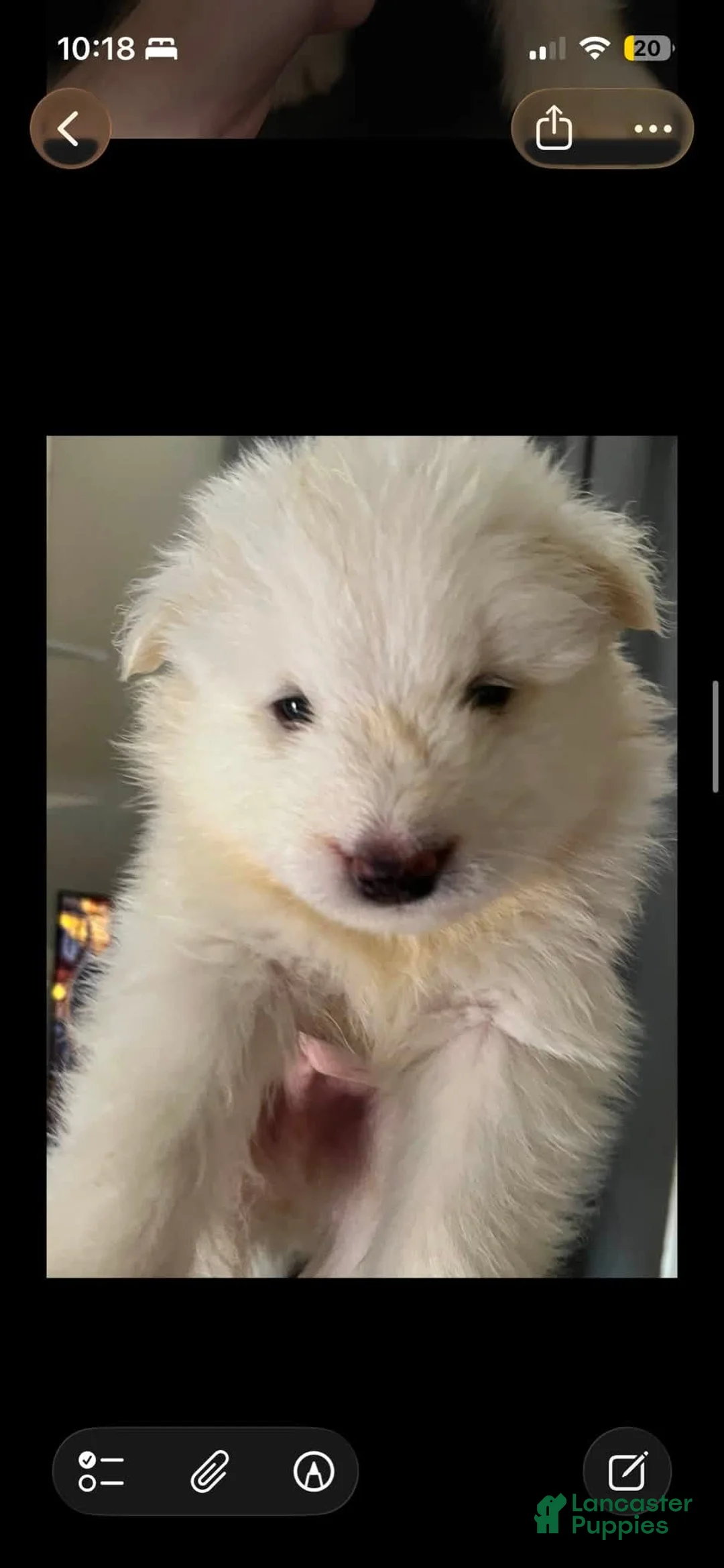 Samoyed dogs for sale: Female - Ad 2