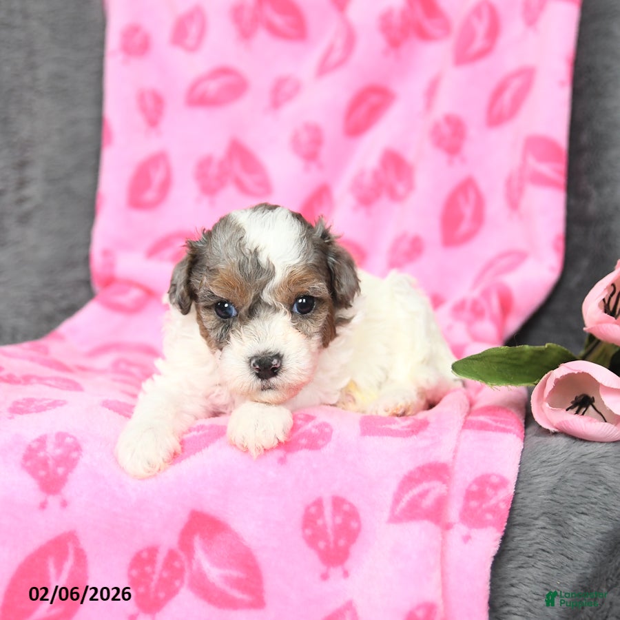 Bichpoo dogs Diamond - Ad 26