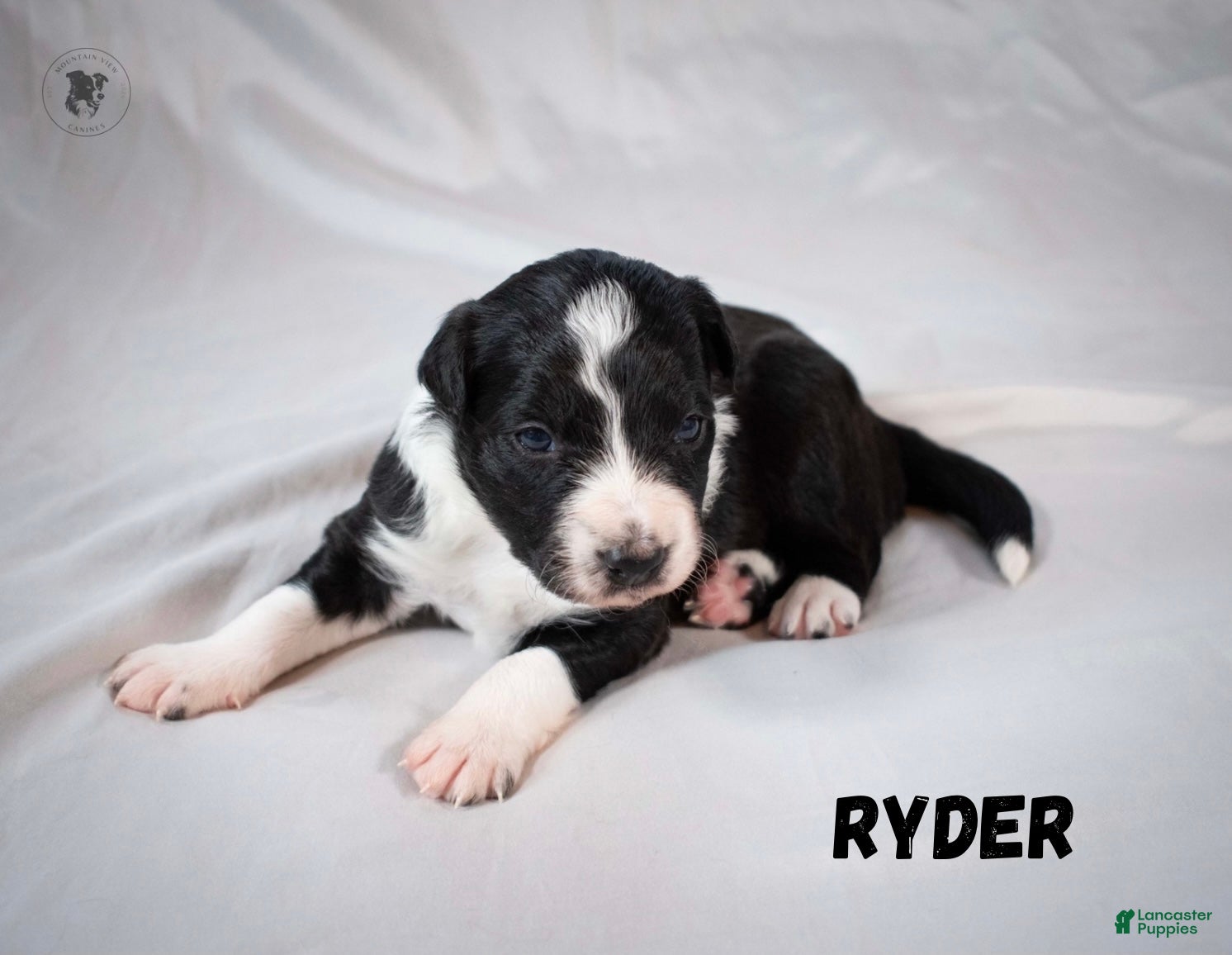 Border Collie dogs Ryder - Ad 37