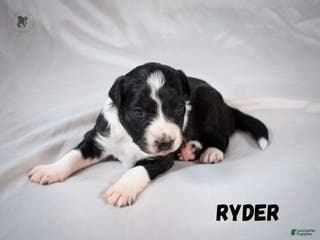 Border Collie dogs Ryder - Ad 36