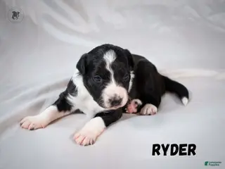 Border Collie dogs Ryder - Ad 5