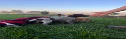 German Shorthaired Pointer dogs for sale: Striker❤️Akc ready to go home today - Ad 6