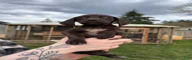 German Shorthaired Pointer Puppy 2