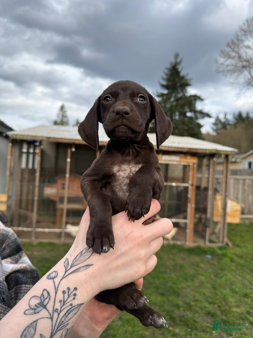 German Shorthaired Pointer dogs for sale: German Shorthaired Pointer Puppy 2 - Ad 1