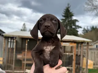 German Shorthaired Pointer dogs German Shorthaired Pointer Puppy 2 - Ad 26