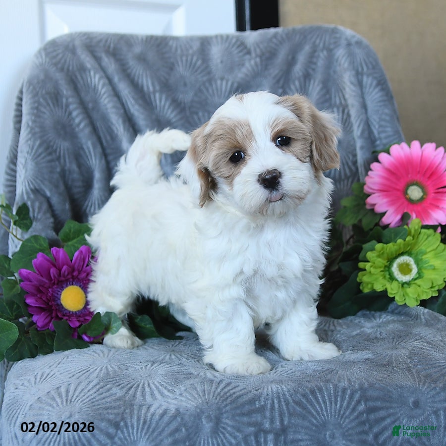Maltipoo dogs Hannah - Ad 28