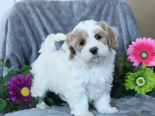 Maltipoo dogs Hannah - Ad 7