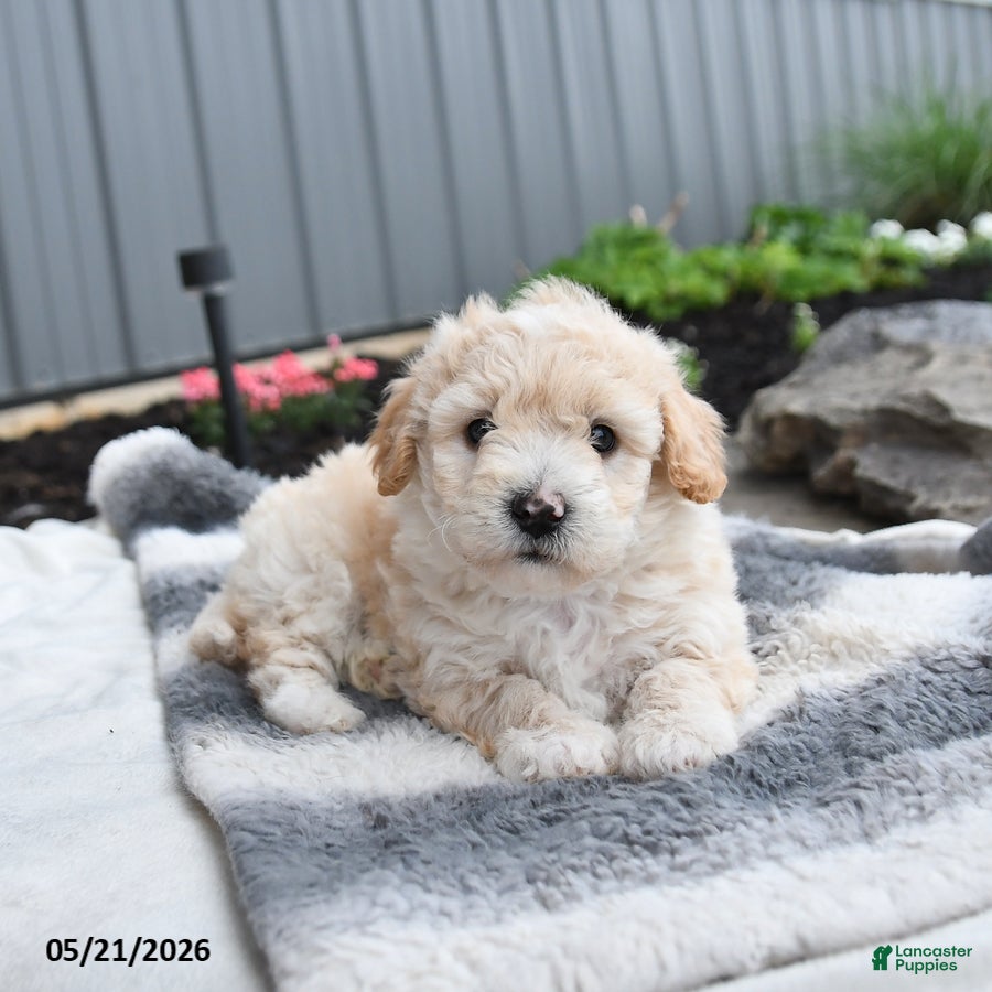 Bichpoo dogs Julio - Ad 2