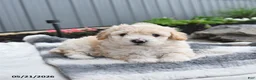 Bichpoo dogs for sale: Julio - Ad 2