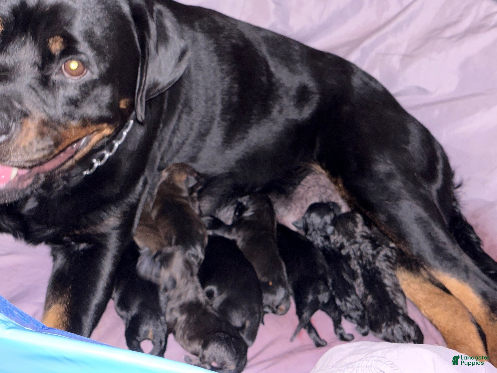Mixed Breed dogs for sale: Mixed Breed 4 - Ad 16