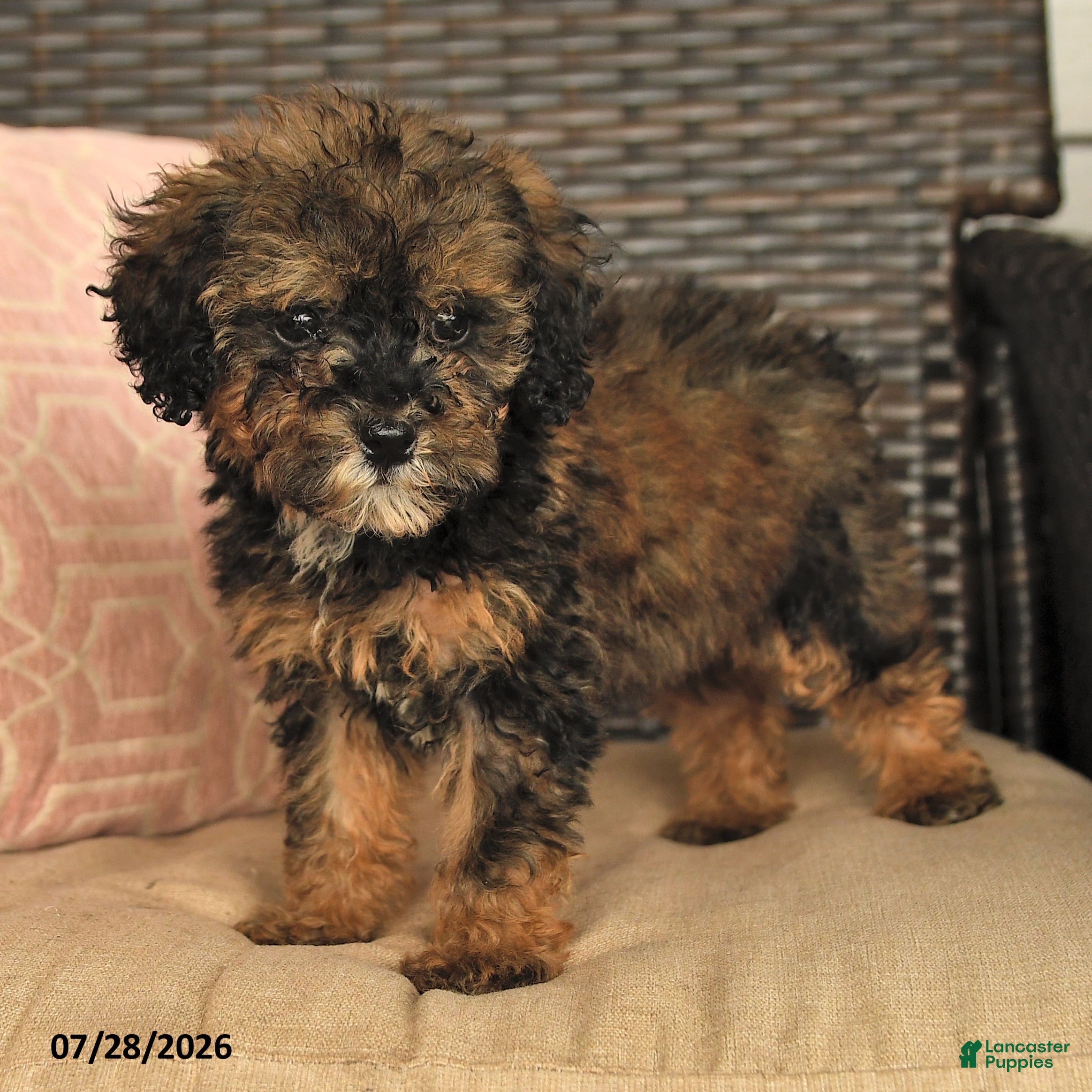 Miniature Poodle dogs Novalee - Ad 2