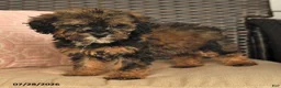 Miniature Poodle dogs for sale: Novalee - Ad 2
